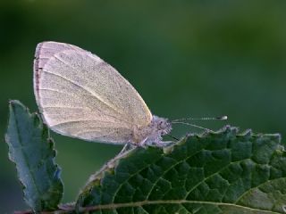 Kk Beyazmelek (Pieris rapae)