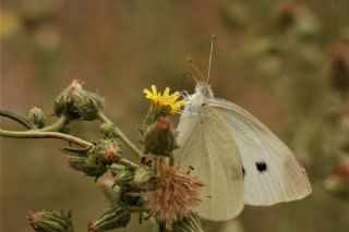 Kk Beyazmelek (Pieris rapae)