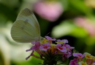 Kk Beyazmelek (Pieris rapae)
