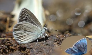 G�lek �okg�zl�s�&nbsp;(Polyommatus&nbsp;cilicius)