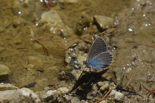 �okg�zl� Rus Mavisi&nbsp;(Polyommatus&nbsp;coelestina)