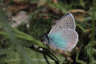 okgzl Rus Mavisi (Polyommatus coelestina)