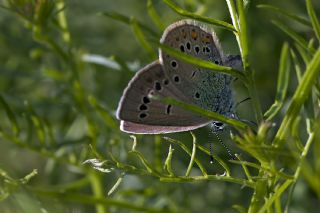 okgzl Rus Mavisi (Polyommatus coelestina)