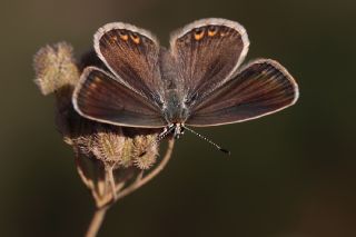 okgzl Kk Turan Mavisi (Polyommatus cornelius)