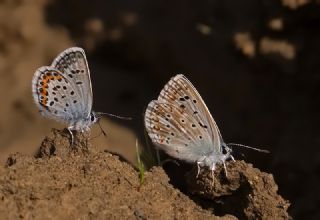 Gm Lekeli Esmergz (Plebejus argus)