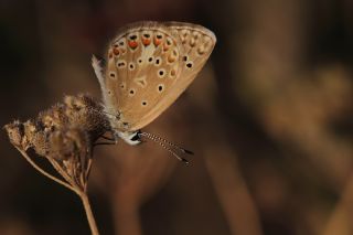 okgzl Kk Turan Mavisi (Polyommatus cornelius)