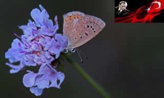 okgzl Kk Turan Mavisi (Polyommatus cornelius)