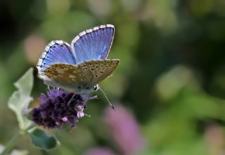 okgzl Yalanc illi Mavi (Polyommatus corydonius)