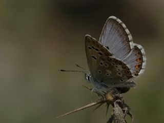 okgzl Anadolu Mavisi (Aricia crassipunctus)