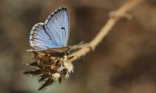 okgzl Anadolu Mavisi (Aricia crassipunctus)