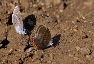 okgzl Balkan Mavisi (Aricia anteros )