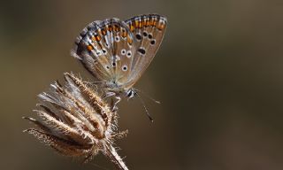 okgzl Anadolu Mavisi (Aricia crassipunctus)