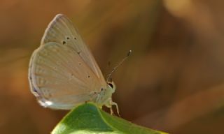 Mezopotamya okgzls (Polyommatus dama)