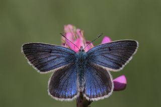 okgzl Diana Mavisi (Polyommatus diana)