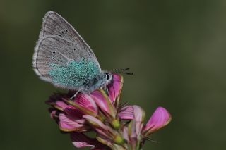 okgzl Diana Mavisi (Polyommatus diana)