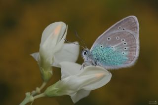 okgzl Diana Mavisi (Polyommatus diana)