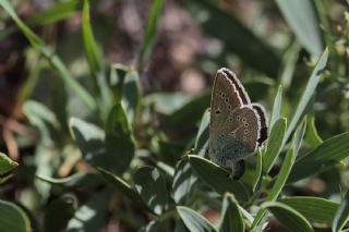 okgzl Diana Mavisi (Polyommatus diana)