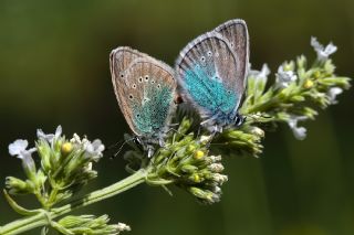 okgzl Diana Mavisi (Polyommatus diana)