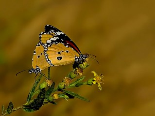 Sultan (Danaus chrysippus)