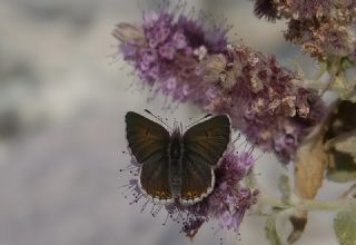 okgzl Geranium Mavisi (Aricia eumedon)