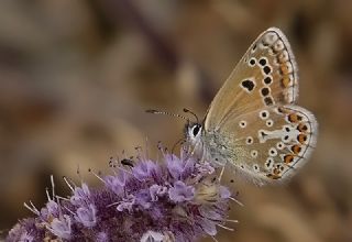 okgzl Geranium Mavisi (Aricia eumedon)