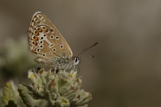 okgzl Geranium Mavisi (Polyommatus eumedon)