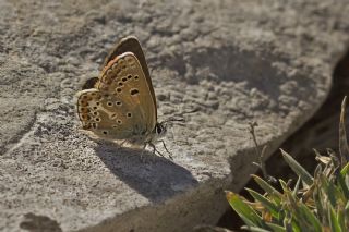 okgzl Geranium Mavisi (Polyommatus eumedon)