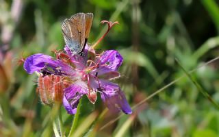 okgzl Geranium Mavisi (Aricia eumedon)