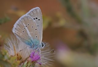 Yalanc Lacivert Anadolu okgzls (Polyommatus pseudactis)