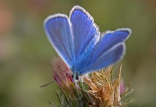 Yalanc Lacivert Anadolu okgzls (Polyommatus pseudactis)