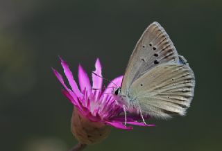 Anadolu Gzel Mavisi, Taskent Blue (Polyommatus guezelmavi)