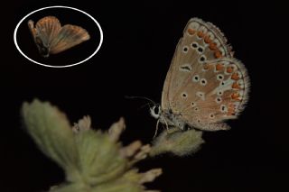 Anadolu okgzls (Polyommatus hyacinthus)