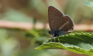 okgzl figenya (Polyommatus iphigenia)