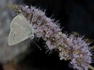 okgzl Toros Mavisi (Aricia isauricus)