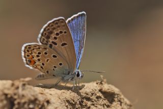 okgzl Gm Mavi (Albulina loewii)