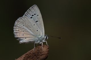 okgzl Carbonell Mavisi (Polyommatus lycius)