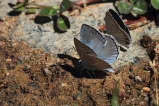 okgzl Carbonell Mavisi (Polyommatus lycius)