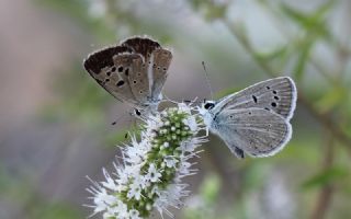 okgzl Selam Mavisi (Polyommatus merhaba)