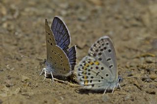 ran okgzls (Polyommatus morgianus)