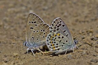 ran okgzls (Polyommatus morgianus)