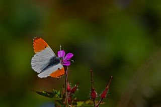 Turuncu Ssl (Anthocharis cardamines)