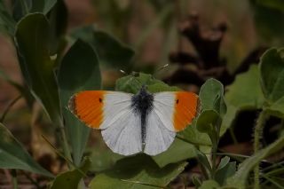 Turuncu Ssl (Anthocharis cardamines)