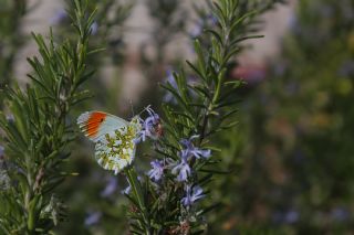 Turuncu Ssl (Anthocharis cardamines)