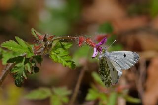 Turuncu Ssl (Anthocharis cardamines)