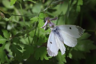 Turuncu Ssl (Anthocharis cardamines)