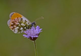 Turuncu Ssl (Anthocharis cardamines)