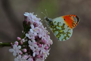 Turuncu Ssl (Anthocharis cardamines)