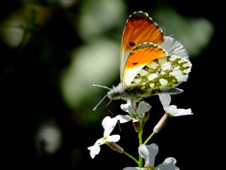 Turuncu Ssl (Anthocharis cardamines)