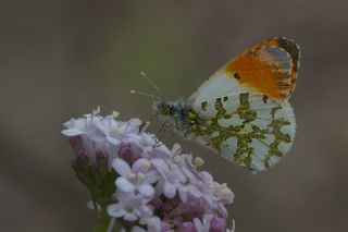 Turuncu Ssl (Anthocharis cardamines)