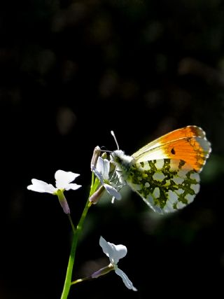 Turuncu Ssl (Anthocharis cardamines)